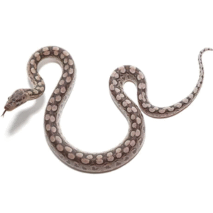 argentine rainbow boa for sale