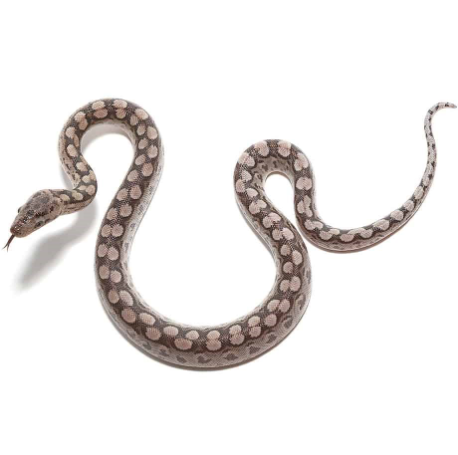 argentine rainbow boa for sale