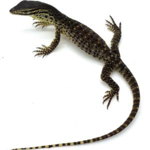 baby argus monitor for sale