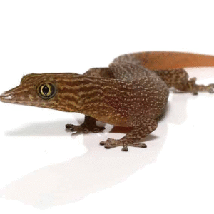 ashy gecko for sale