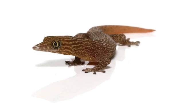 ashy gecko for sale