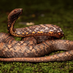 asian mock viper for sale