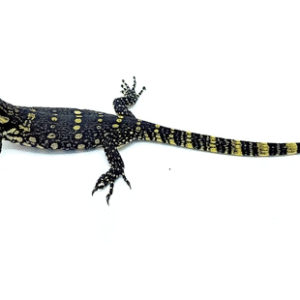 asian water monitor for sale