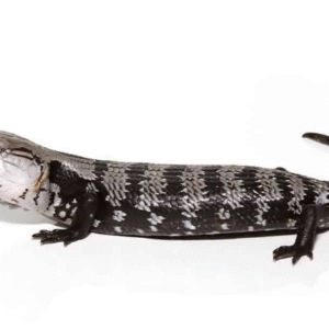 axanthic halmahera blue tongue skink for sale
