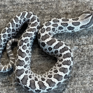 axanthic western hognose snake for sale