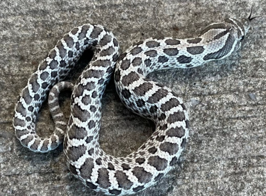 axanthic western hognose snake for sale