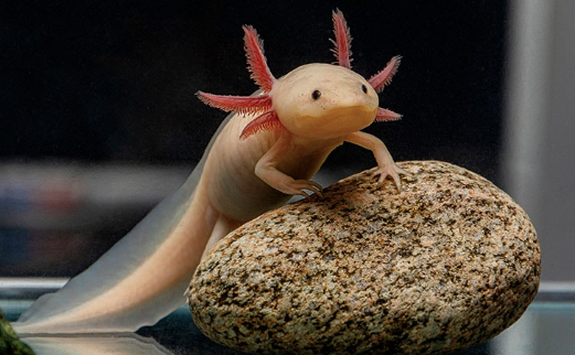 axolotl for sale