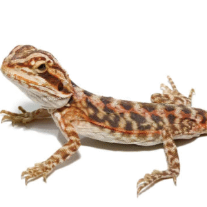baby blue bar leatherback bearded dragon for sale