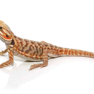 baby blue bar silky bearded dragon for sale