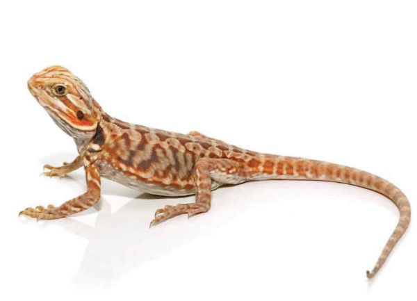 baby blue bar silky bearded dragon for sale
