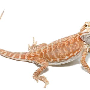 baby blue bar silky inferno hypo bearded dragon for sale