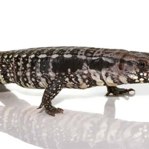 baby blue tegu for sale