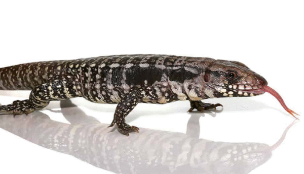 baby blue tegu for sale