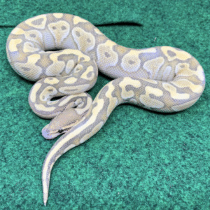 baby butter ball python for sale