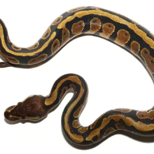 baby dinker ball pythons for sale