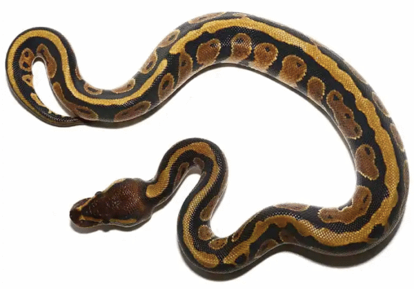 baby dinker ball pythons for sale