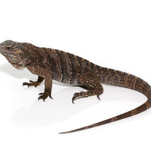 baby grand cayman blue iguana for sale