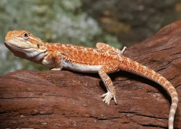 baby hypo dunner bearded dragon for sale