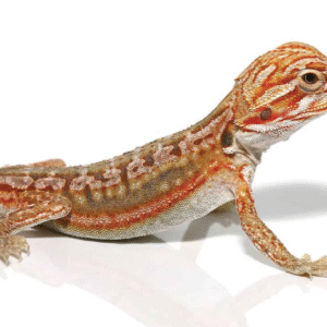 baby inferno leatherback dunner bearded dragon for sale