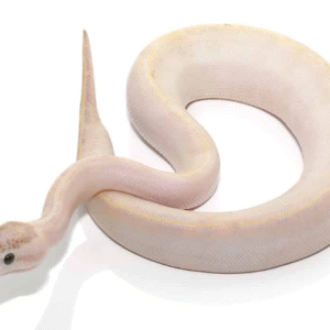 baby ivory ball python for sale