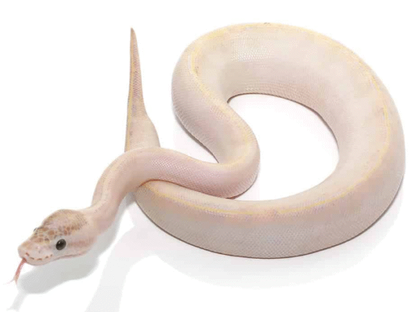 baby ivory ball python for sale