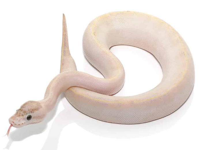 baby ivory ball python for sale