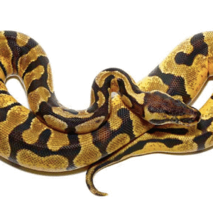 baby pastel enchi ball python for sale