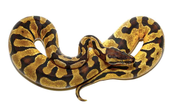 baby pastel enchi ball python for sale
