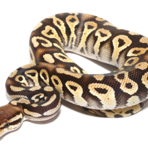baby phantom ball python for sale