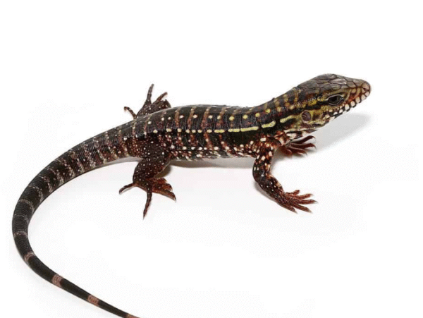 baby pink panther tegu for sale