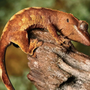 baby premium crested gecko for sale