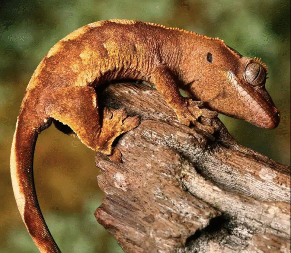 baby premium crested gecko for sale