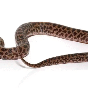 baby spotted python for sale