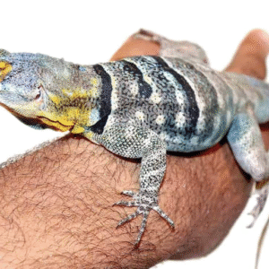baja blue rock lizard for sale