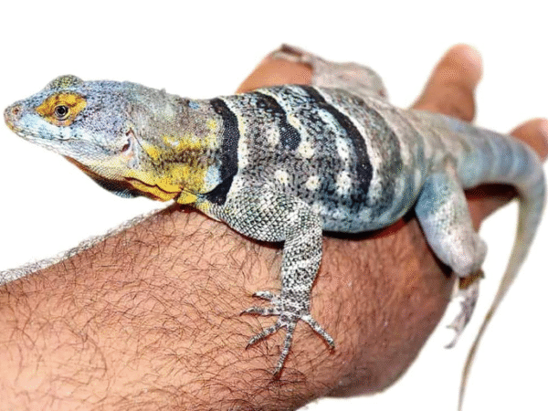 baja blue rock lizard for sale