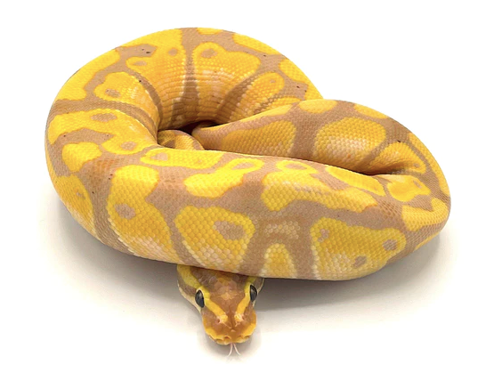 banana ball python for sale