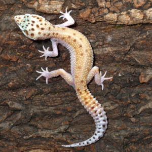 bells albino snake eyes leopard gecko for sale