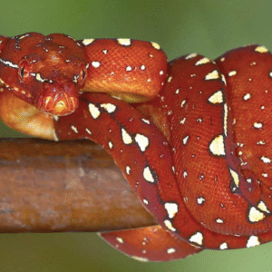 biak green tree python for sale