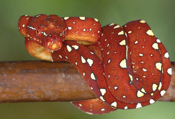 biak green tree python for sale