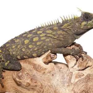 bintang horned tree dragon for sale