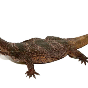 black and white chuckwalla for sale