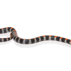 black banded snake for sale