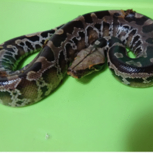 black blood python for sale