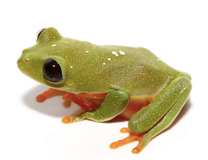 black eyed tree frog for sale