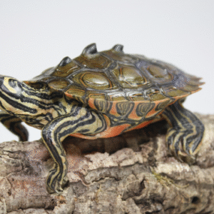 black knobbed map turtle for sale