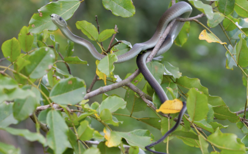 black mamba for sale