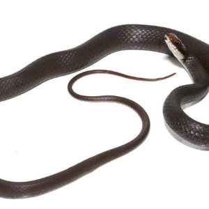black racer snake for sale