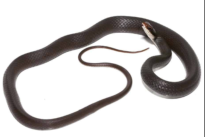 black racer snake for sale