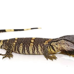 black throat monitor for sale
