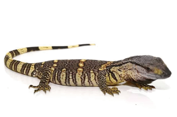 black throat monitor for sale